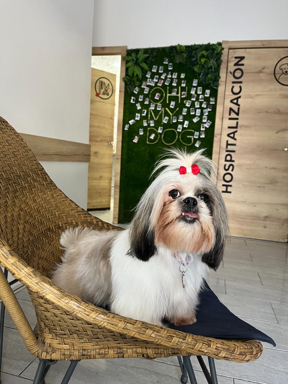 Peludo consentido tras su spa en AlfaVet