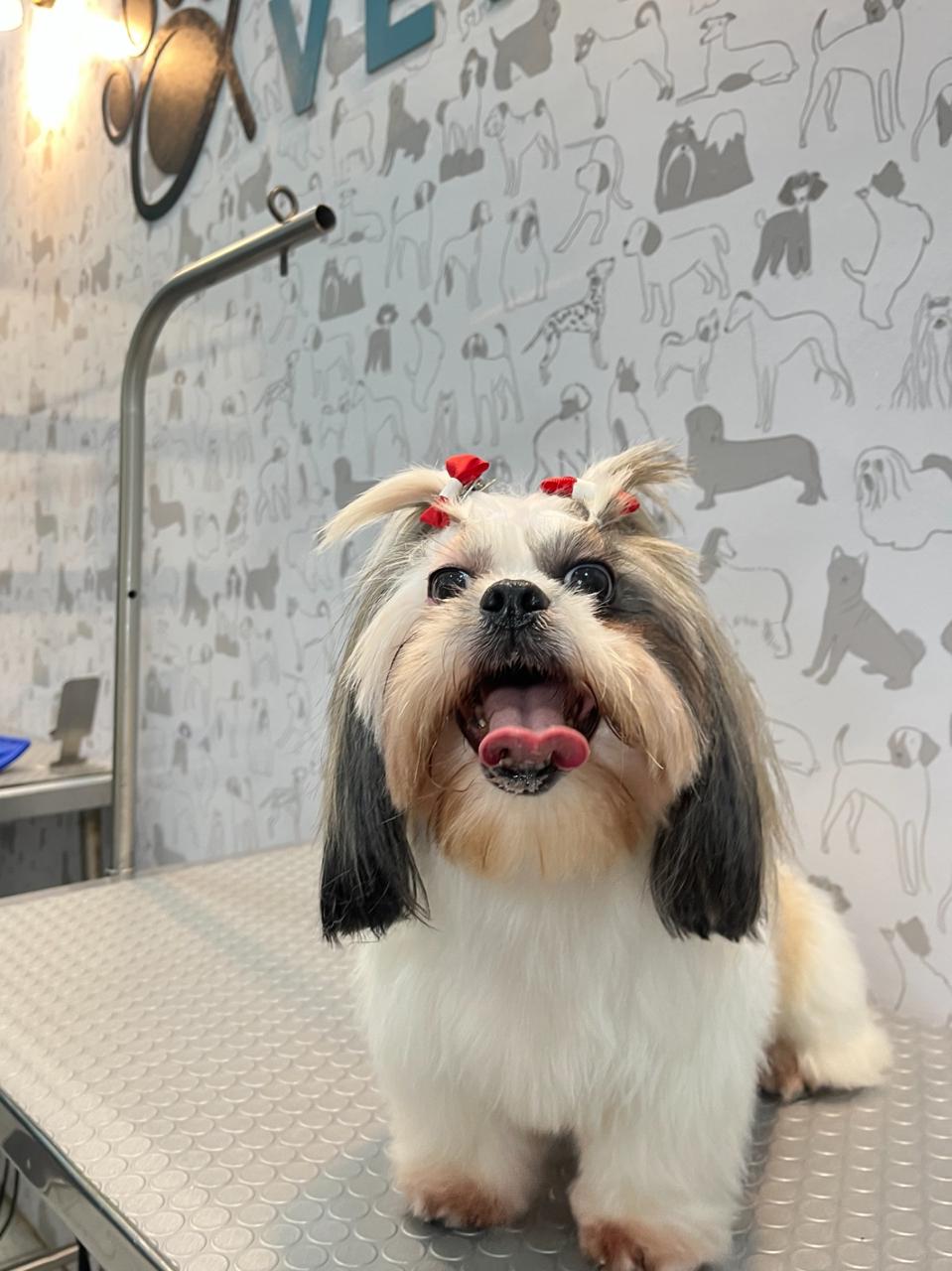 Perro peinado en la peluquería de AlfaVet