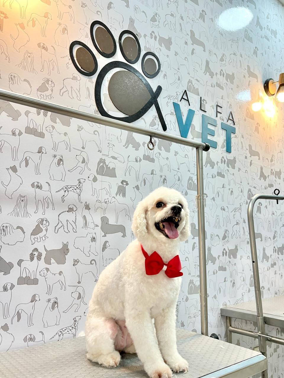 Perrito recién bañado y con moño en AlfaVet