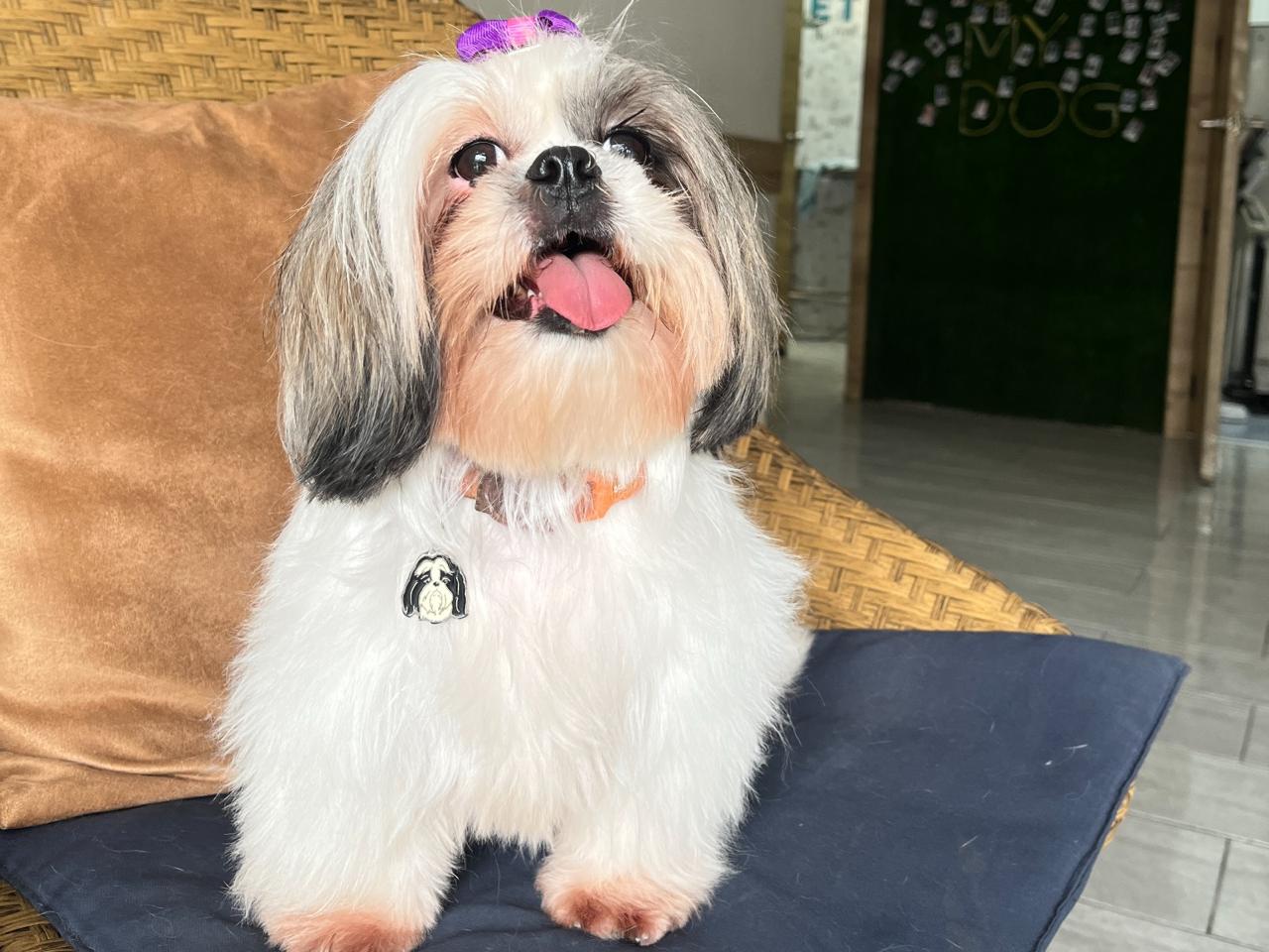 Mascota con corte de raza en AlfaVet